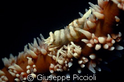 Along the soft coral by Giuseppe Piccioli 